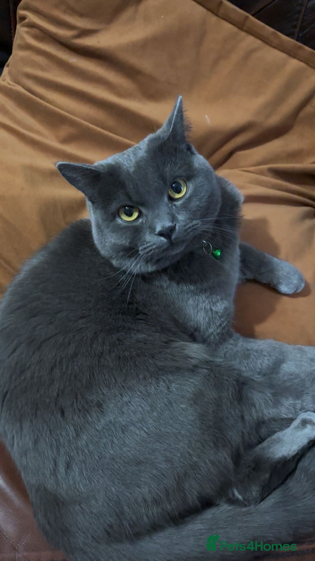 British Shorthair cats for sale: 2 british shorthair and ragdoll mix for sale!  - Image 8