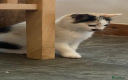 Mixed Breed cats for sale: KITTENS for Sale - Boys and Girls - Advert 7