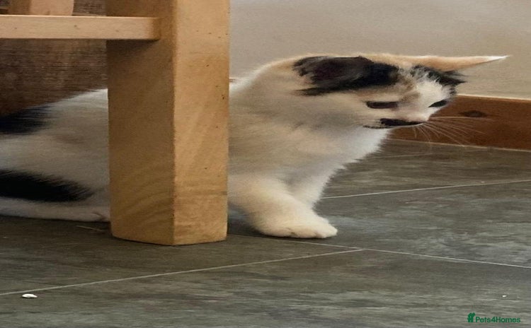 Mixed Breed cats KITTENS for Sale - Boys and Girls - Advert 5