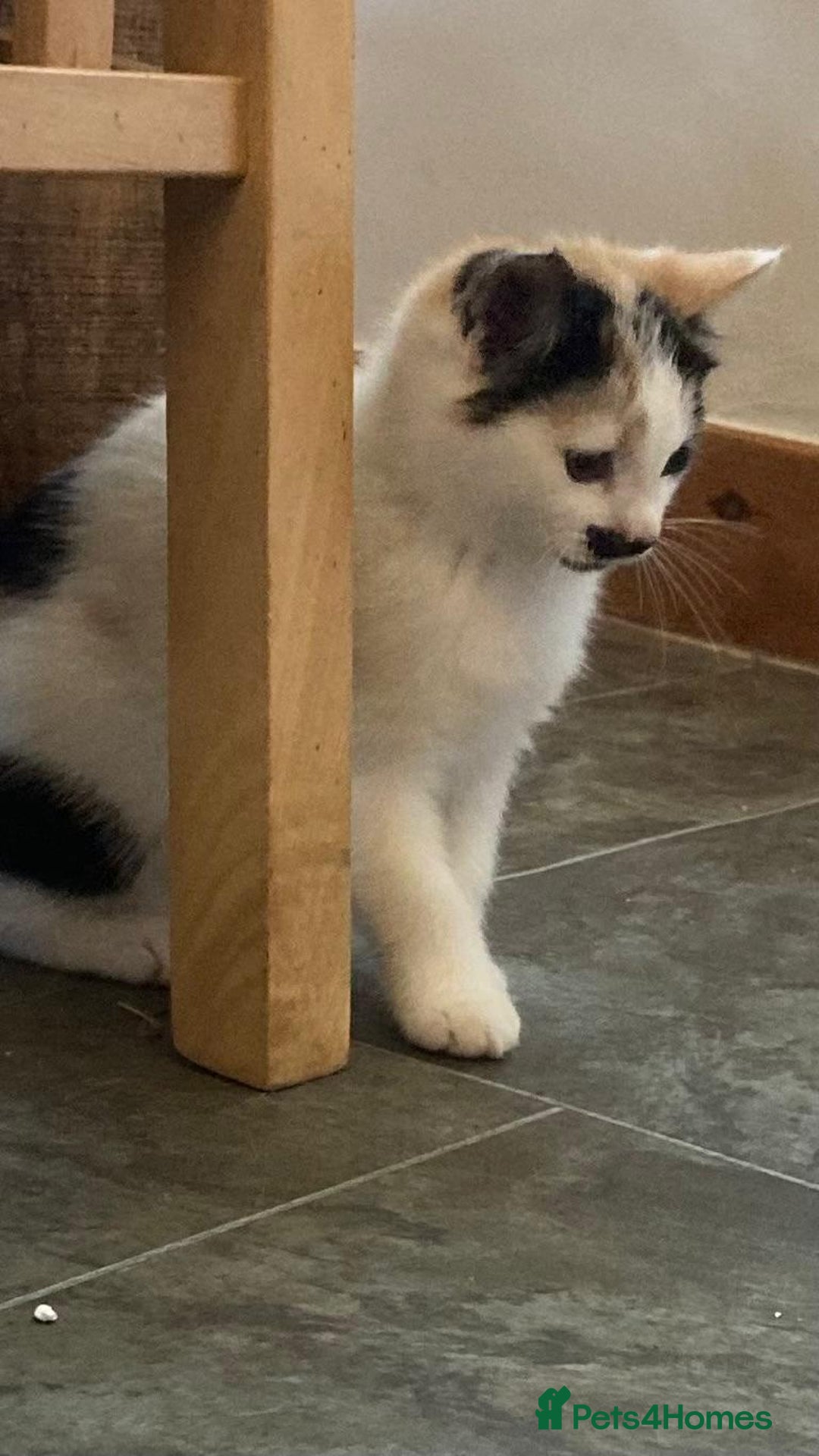 Mixed Breed cats for sale: KITTENS for Sale - Boys and Girls - Advert 7