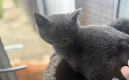 British Shorthair cats for sale: Ready now. Beautiful blue British shorthairs  - Image 6