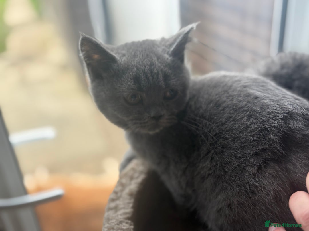 British Shorthair cats for sale: Ready now. Beautiful blue British shorthairs  - Image 6