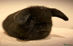 Mini Lop rabbits for sale: Adorable Pure Bred Mini Lop 🥰🐰 - Image 2