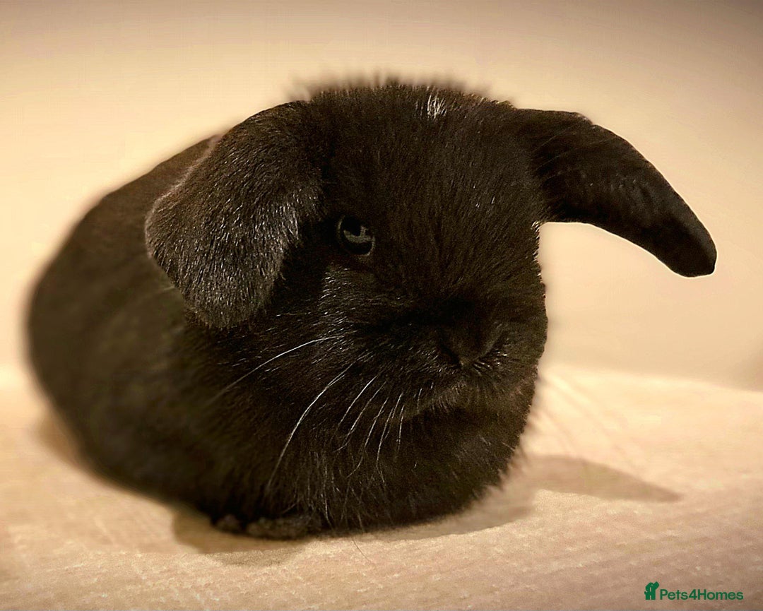 Mini Lop rabbits for sale: Adorable Pure Bred Mini Lop 🥰🐰 - Image 2