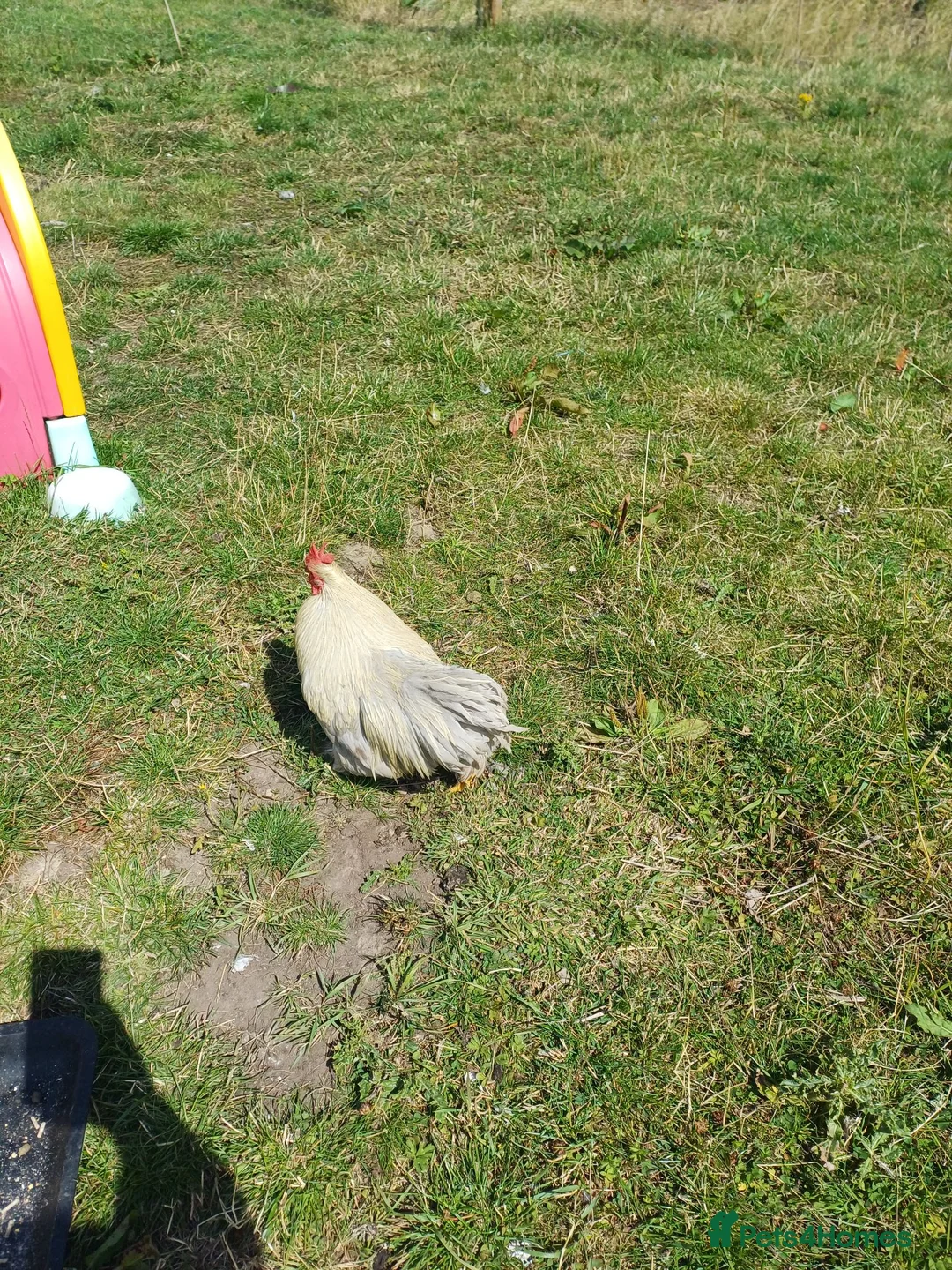 Chickens poultry for sale: Chickens for sale in Blackburn - Advert 6