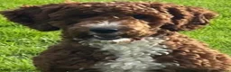 Australian Labradoodle dogs for sale: Australian Double Doodle Miniature puppies. - Advert 9