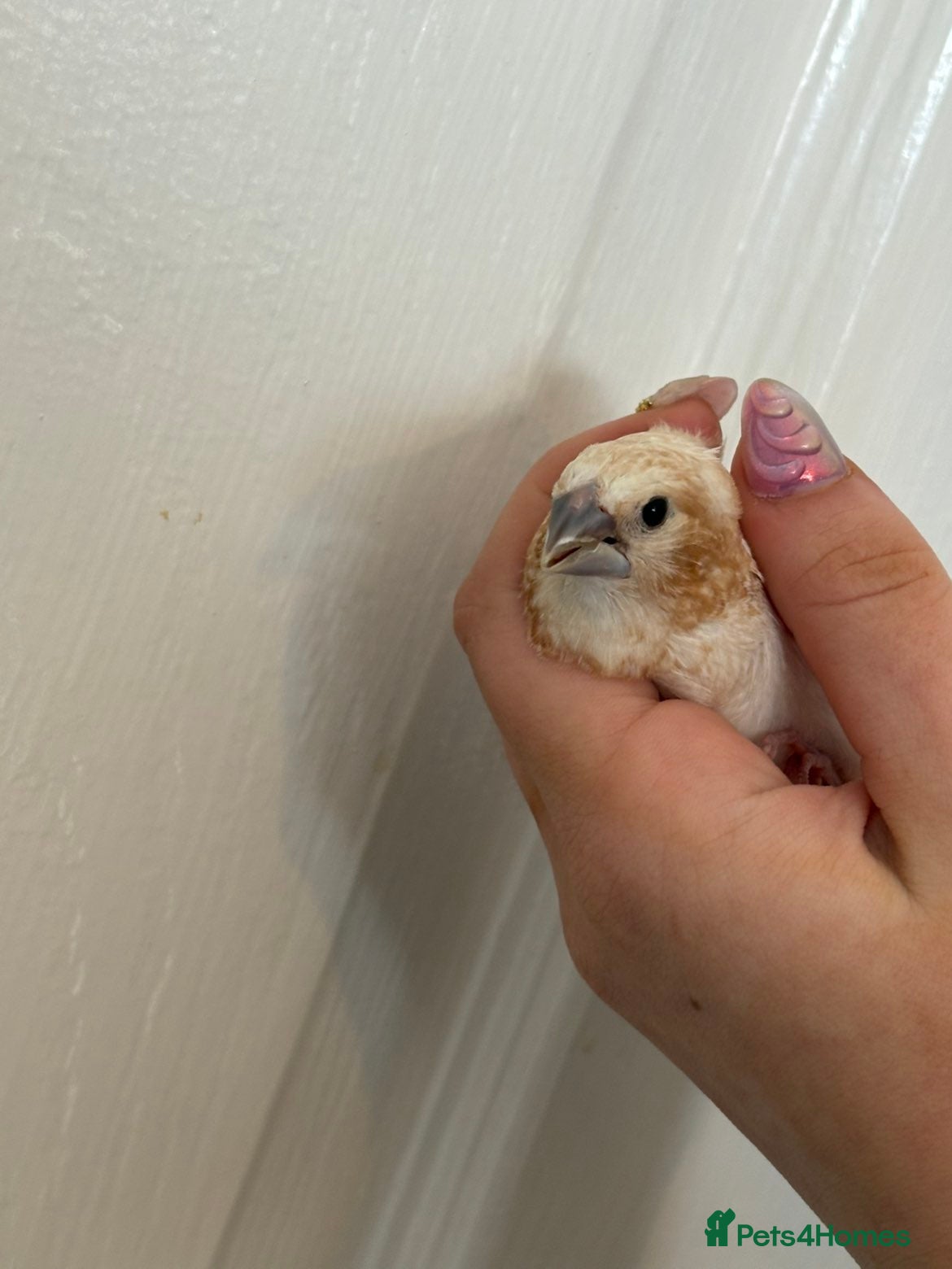 Finches birds for sale: Male Bengalese Finch in Pontefract - Advert 2