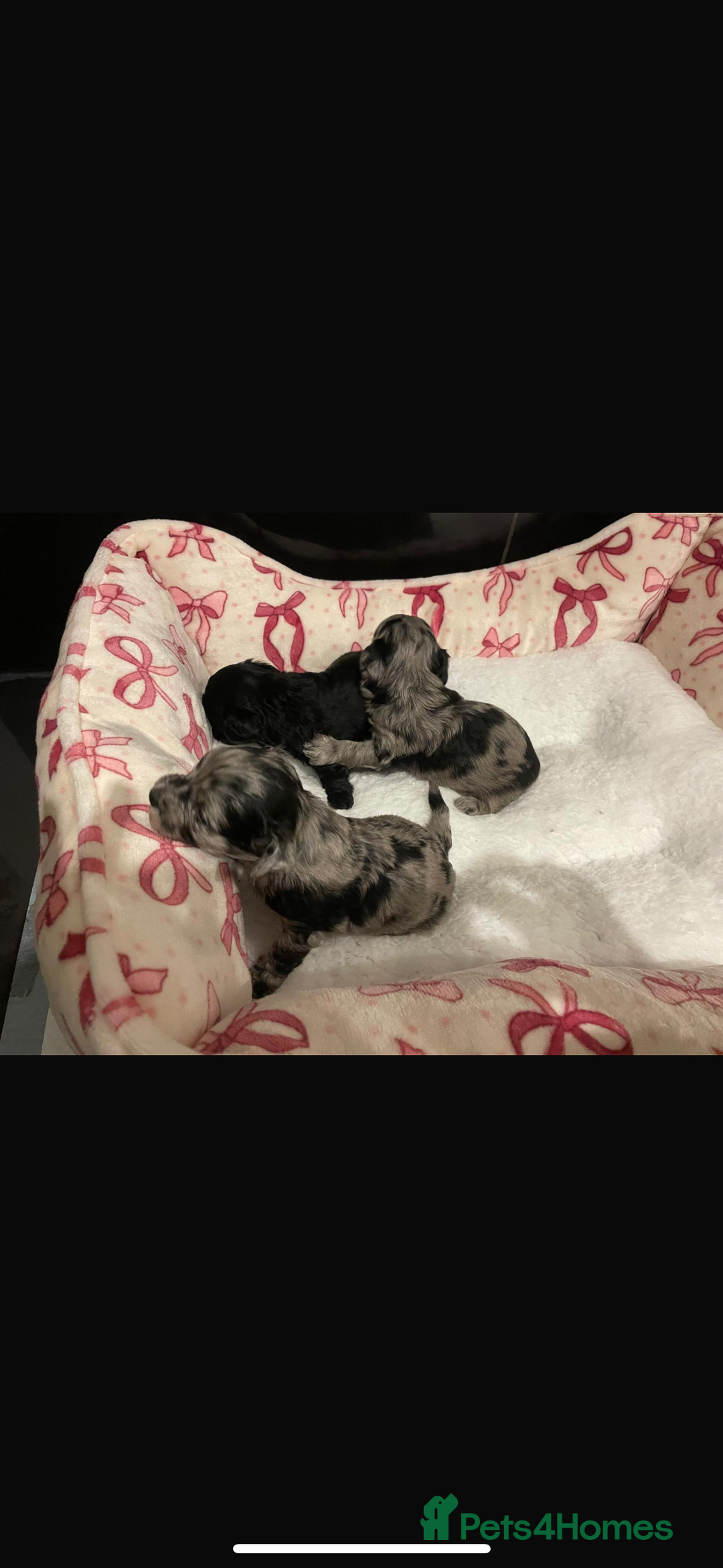 Maltipoo dogs for sale: Maltipoo rare merle colours  - Image 19