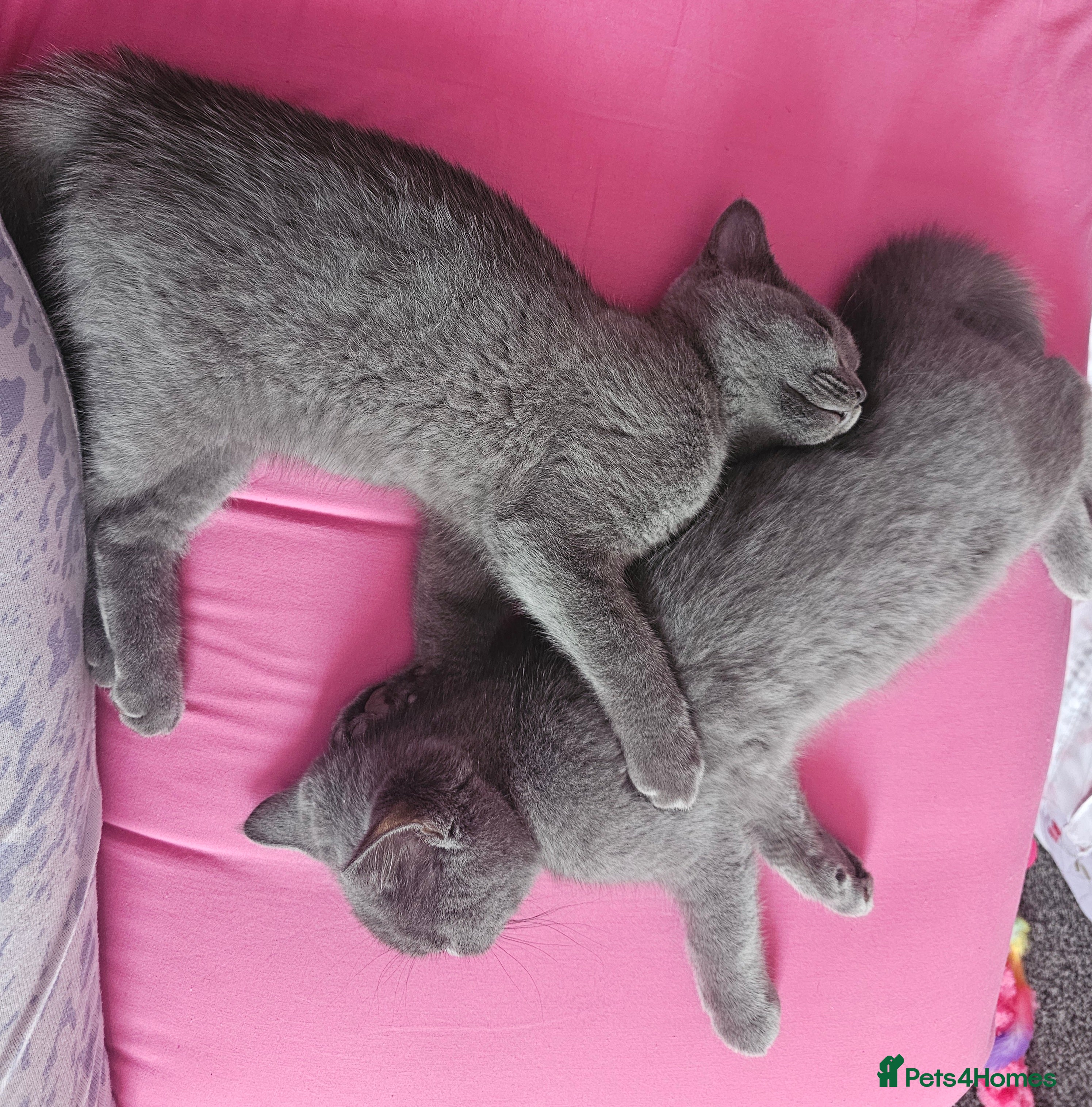 British Shorthair cats for sale: 💕🐾 Adorable BSH silver kittens ready to go 🐾💕 - Advert 23