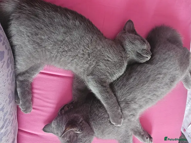British Shorthair cats for sale: 💕🐾 Adorable BSH silver kittens ready to go 🐾💕 - Advert 23