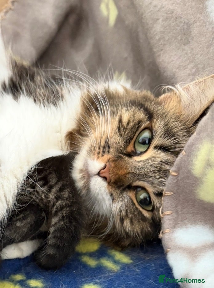 Mixed Breed cats Beautiful little ones - Advert 2