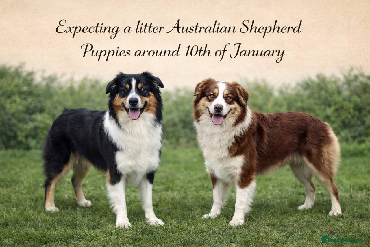 Australian Shepherd dogs Upcoming Litter – Australian Shepherd Puppies - Advert 1