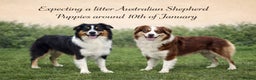 Australian Shepherd dogs for sale: Upcoming Litter – Australian Shepherd Puppies - Advert 1