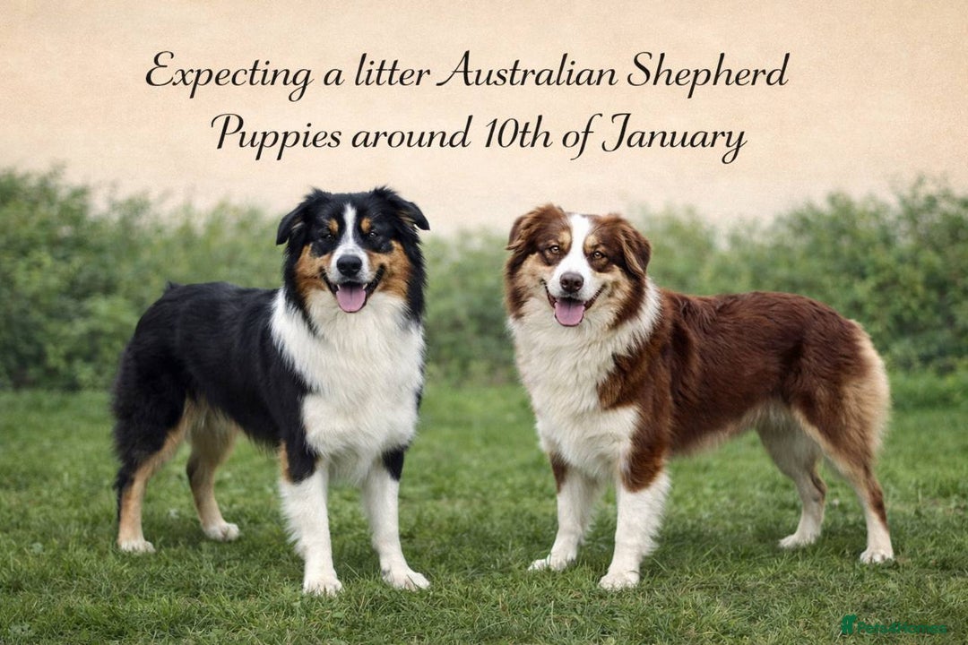 Australian Shepherd dogs for sale: Upcoming Litter – Australian Shepherd Puppies - Advert 1