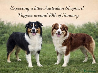 Australian Shepherd dogs Upcoming Litter – Australian Shepherd Puppies - Advert 1