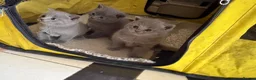 British Shorthair cats for sale: British Shorthair Kittens  - Advert 8
