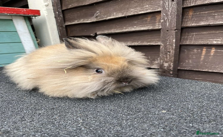 Lionhead rabbits - Advert 4