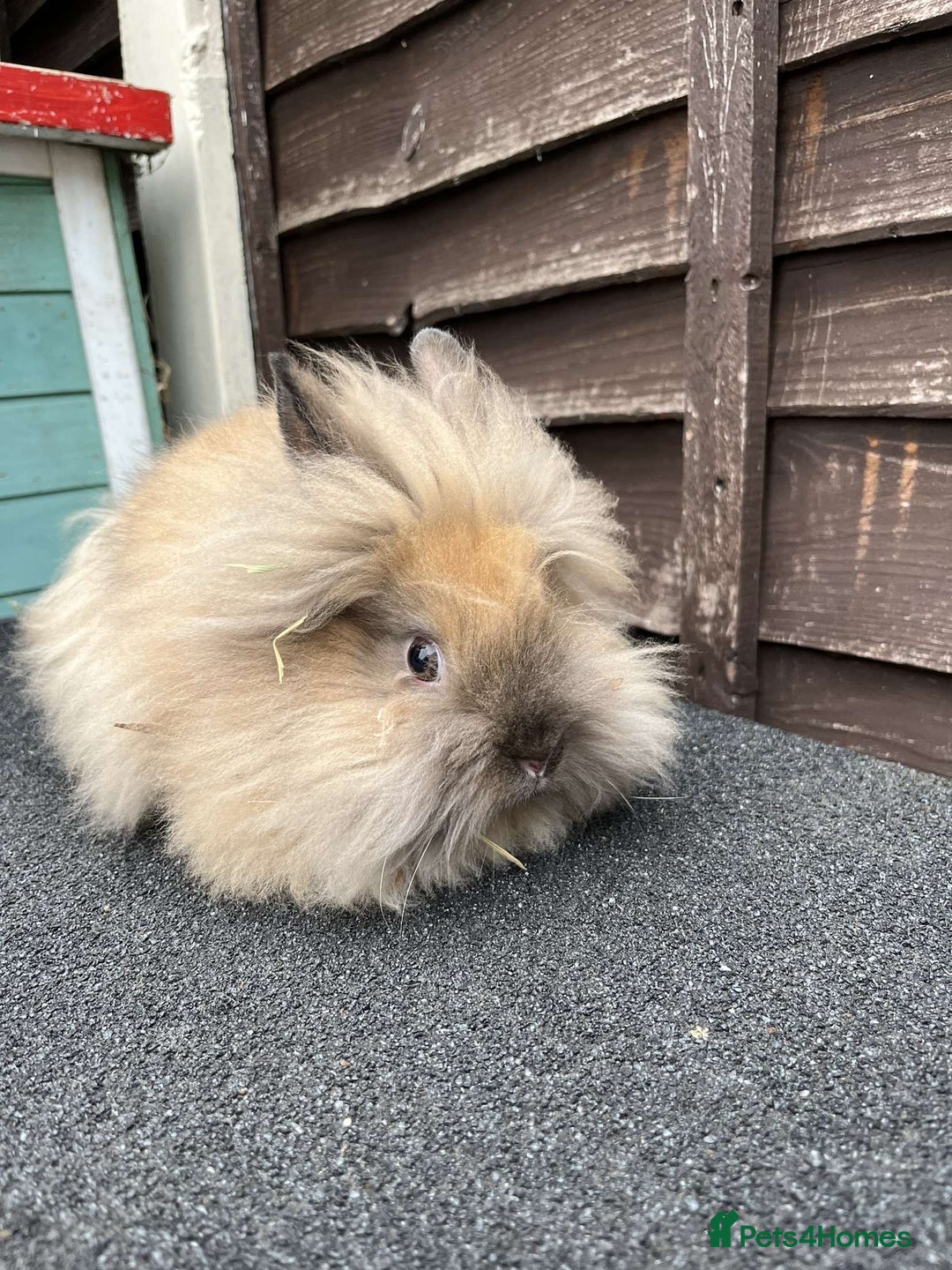 Lionhead rabbits for sale: Beautiful lionhead bunnies - Image 1
