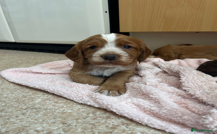 Cocker Spaniel dogs - Advert 7