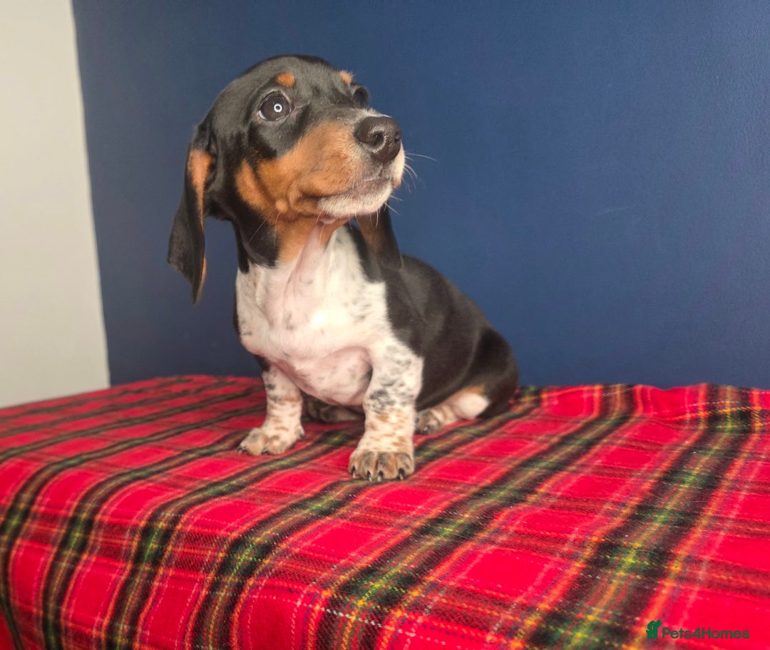 Dachshund dogs for sale: KC Registered Shorthaired dachshunds  - Advert 34