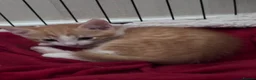 Mixed Breed cats for sale: READY 2 LEAVE NOW 4girls 2boys - Advert 15