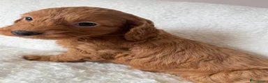 Cockapoo 7