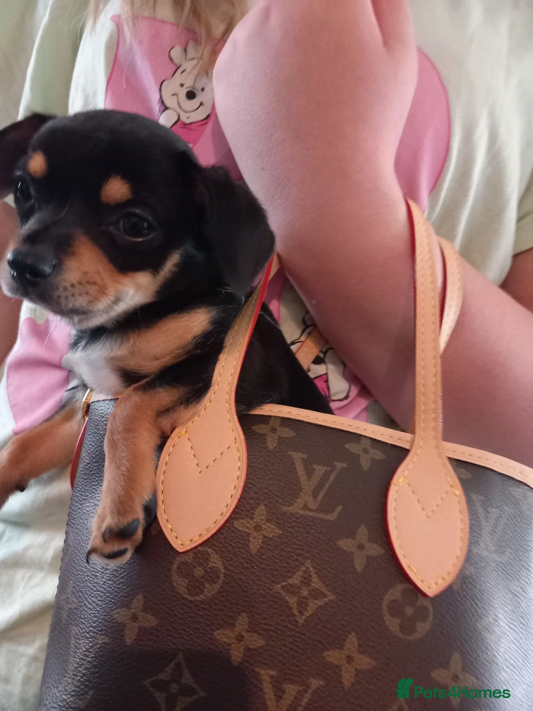 Chihuahua dogs for sale: Chihuahua puppies forsale Boy & Girl - Advert 2