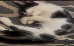 Siamese cats for sale: Beautiful mixed breed ragdoll kitten for sale! - Image 1
