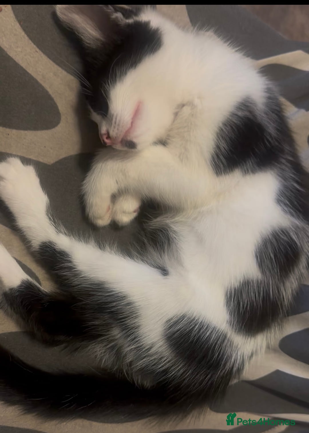 Siamese cats for sale: Beautiful mixed breed ragdoll kitten for sale! - Image 1