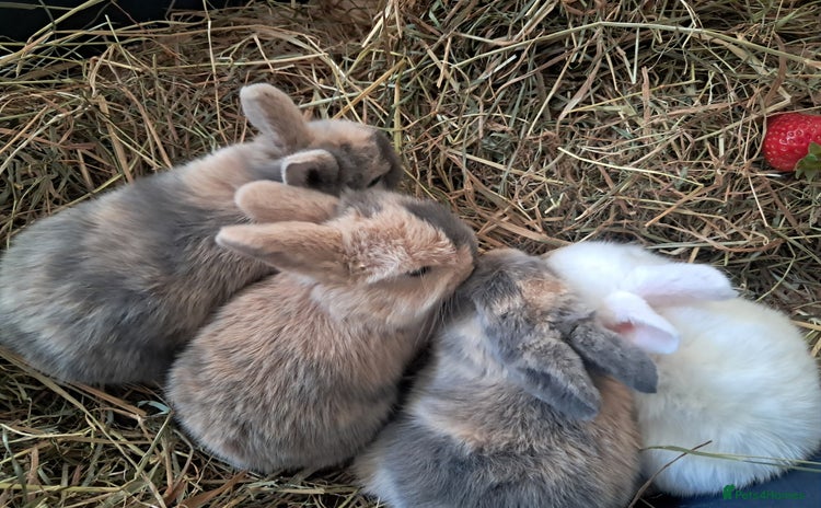 Harlequin rabbits Rabbit for sale  - Advert 18