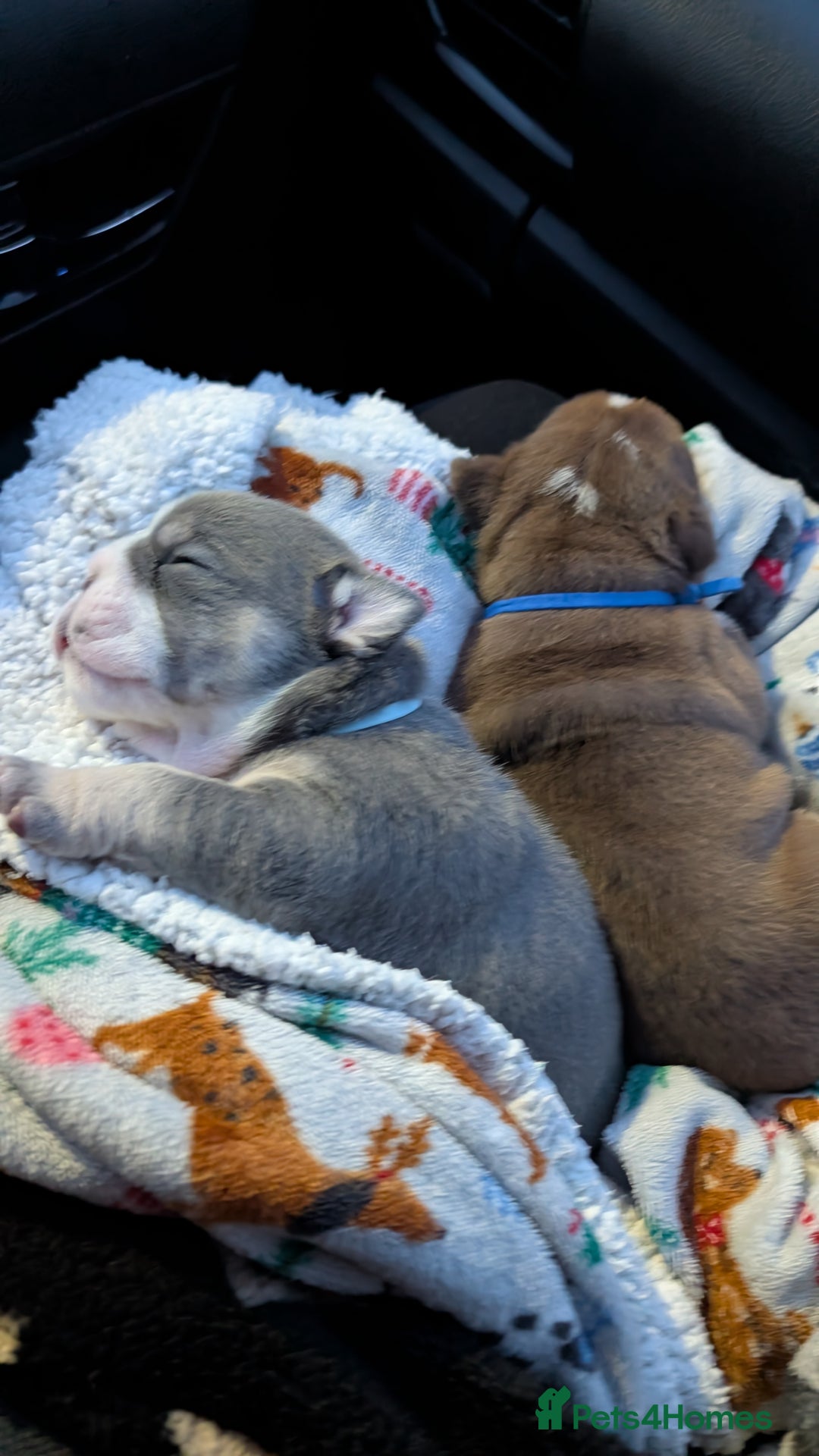 English Bulldog dogs for sale: Outstanding English bulldog puppies  - Advert 3