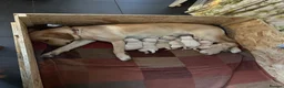 Labrador Retriever dogs for sale: Labrador retriever puppies.  - Advert 3
