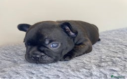 French Bulldog dogs for sale: KC French Bulldog Pups Tiger Brindle, Tan & Black  - Image 5