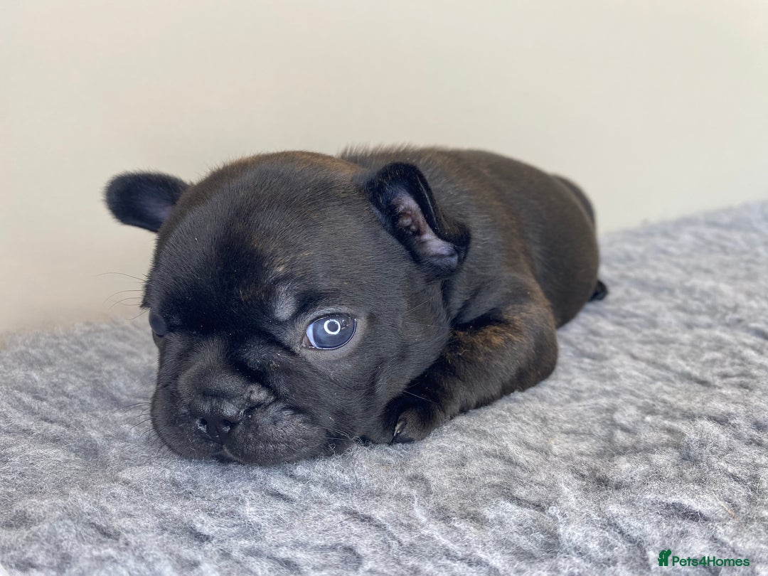 French Bulldog dogs for sale: KC French Bulldog Pups Tiger Brindle, Tan & Black  - Image 5