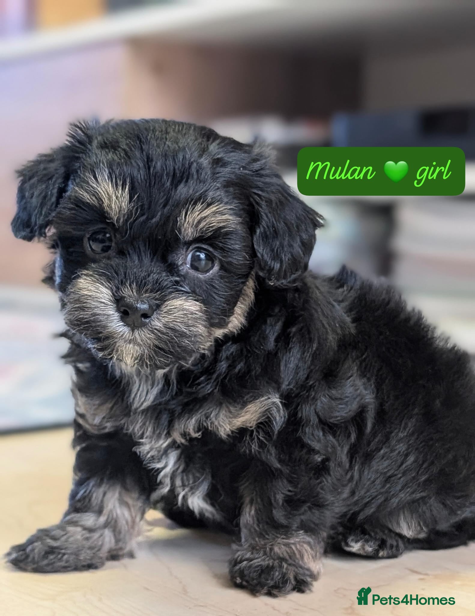 Chipoo dogs Chipoo Puppies - Advert 1