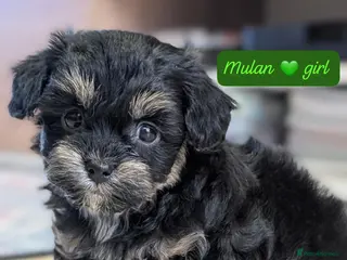 Chipoo dogs Chipoo Puppies - Advert 4