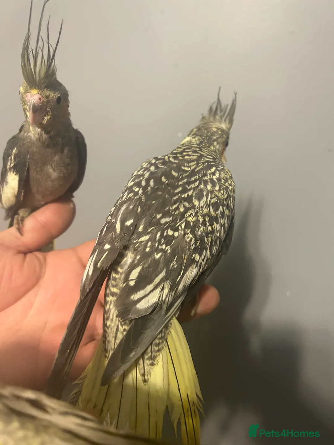 Cockatiels birds for sale: Hand Reared Stunning Baby Cockatiels  - Advert 6