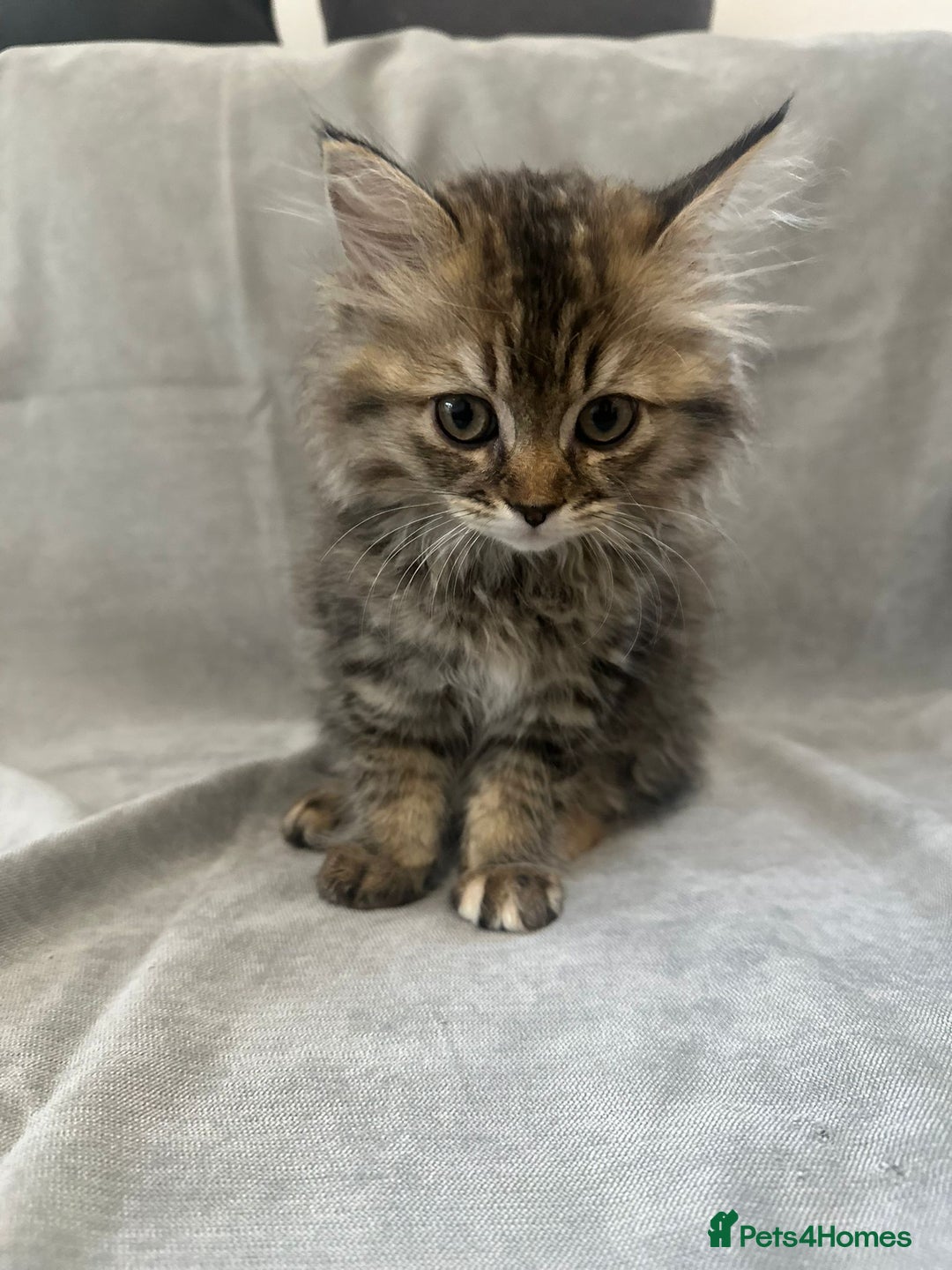 Napoleon cats for sale: 1 boy & 2 girls minuet kittens ready for new home - Advert 6