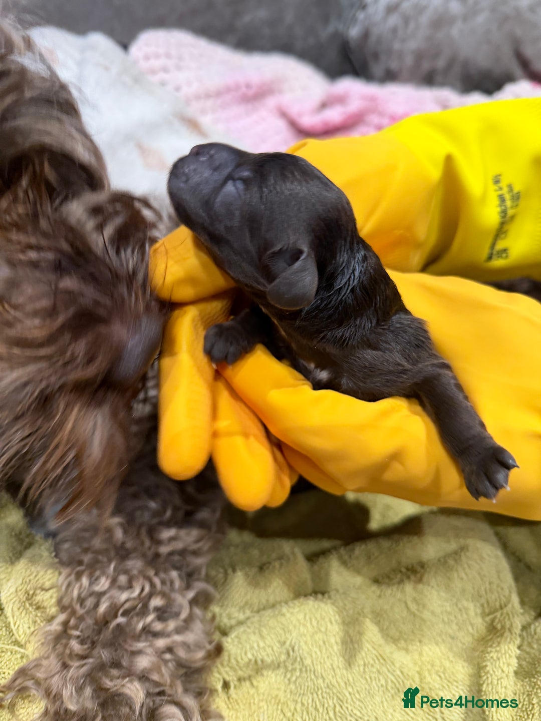 Cockapoo dogs for sale: Cockerpoo fb1 pups - Image 2