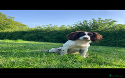 Sprocker dogs for stud: Working Liver and White Sprocker - Image 1