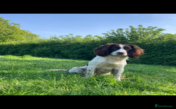 Sprocker dogs - Advert 1