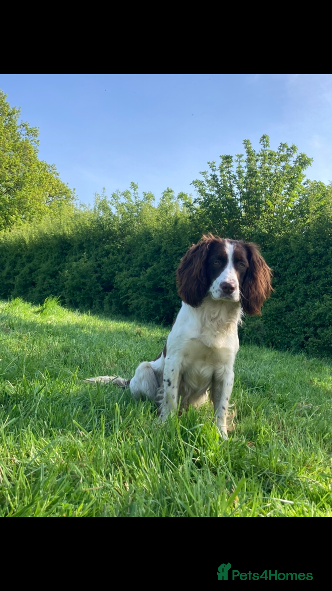 Sprocker dogs for stud: Working Liver and White Sprocker - Image 1