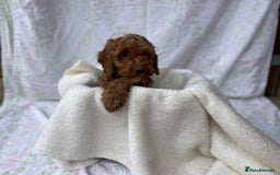 Cockapoo dogs for sale: F1 fox red cockapoos mixed littler new ad   - Image 15