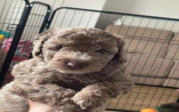Miniature Poodle dogs for stud: Ralph-Chocolate Merle miniature poodle stud  - Image 17