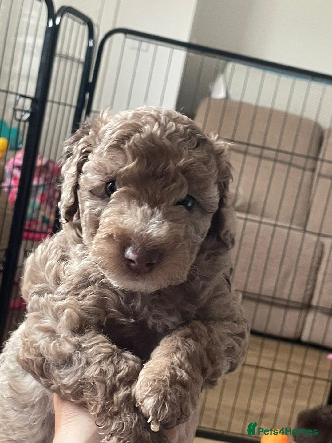 Miniature Poodle dogs for stud: Ralph-Chocolate Merle miniature poodle stud  - Image 17
