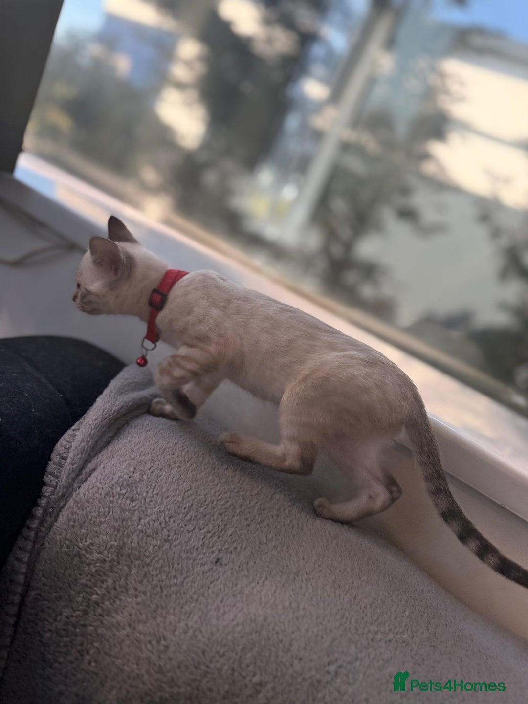 Bengal cats for sale: Snow Lynx Bengal Kittens - Image 17