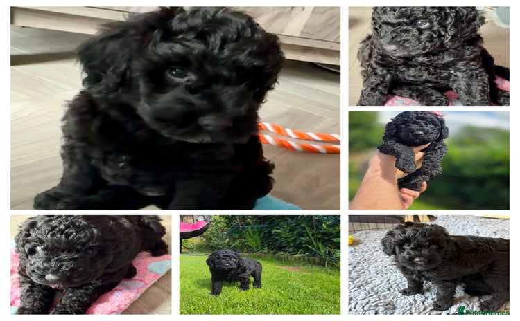 Australian Labradoodle dogs - Advert 3