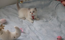 Ragdoll cats for sale: Active TICA princesses 👑❤️🩷💜 - Image 8