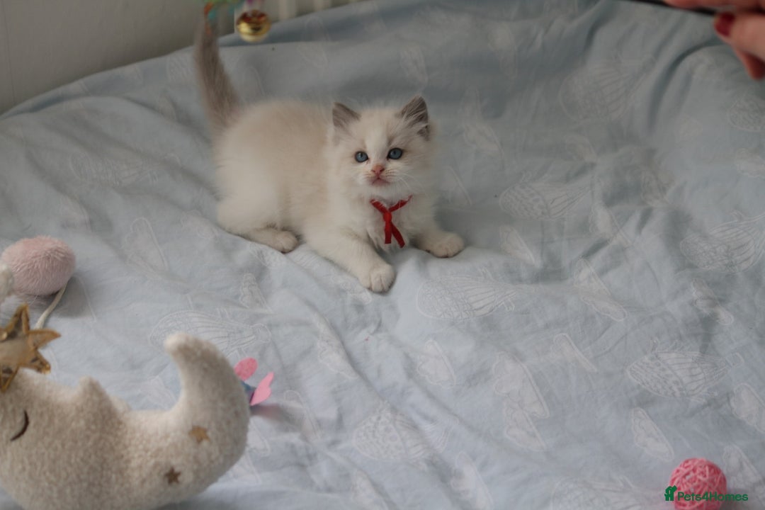 Ragdoll cats for sale: Active TICA princesses 👑❤️🩷💜 - Image 8