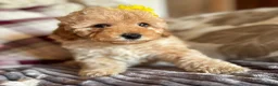 Cavapoo dogs for sale: Molly-Mae REDUCED Teddy Bear F1b Girl - Advert 9
